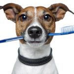 cuidado dental de tu perro